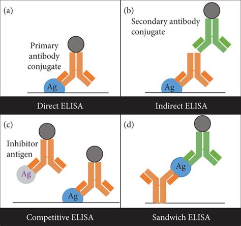 elisa test ka full form|elisa antigen testing.